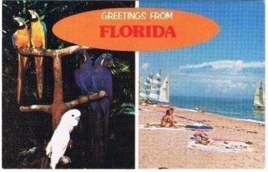 Florida Postcard Greetings From Florida Parrot Birds Sailboats Beach