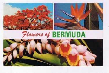 Bermuda Caribbean Islands Postcard Flowers of Bermuda Bird of Paradise Ginger