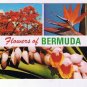 Bermuda Caribbean Islands Postcard Flowers of Bermuda Bird of Paradise Ginger