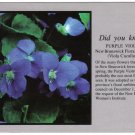 New Brunswick Postcard Purple Violet Floral Emblem Provincial Flower