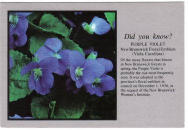 New Brunswick Postcard Purple Violet Floral Emblem Provincial Flower