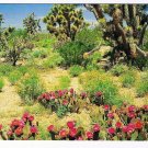 USA Postcard Springtime In The Desert Beavertail Prickly Pear Cactus
