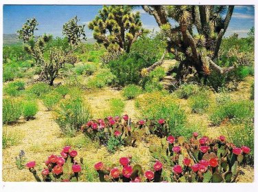 USA Postcard Springtime In The Desert Beavertail Prickly Pear Cactus