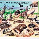 Wildlife Postcard Wild Life in Southwest Desert