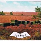Holland Netherlands Postcard Epe Veluwe Fields of Flowers & Cases