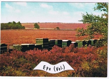 Holland Netherlands Postcard Epe Veluwe Fields of Flowers & Cases