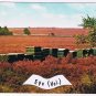 Holland Netherlands Postcard Epe Veluwe Fields of Flowers & Cases