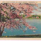 District of Columbia Postcard Washington Cherry Blossoms & Lincoln Memorial