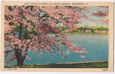District of Columbia Postcard Washington Cherry Blossoms & Lincoln Memorial