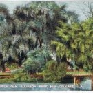 New Orleans Louisiana Postcard Audubon Park Washington Oak Mason 1908