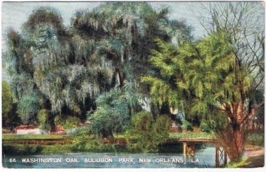 New Orleans Louisiana Postcard Audubon Park Washington Oak Mason 1908
