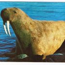 Manitoba Laminated Postcard RPPC Walrus Donated to Museum Churchill
