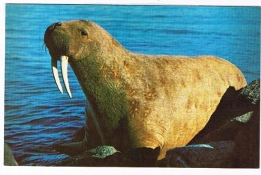 Manitoba Laminated Postcard RPPC Walrus Donated to Museum Churchill