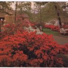 Texas Postcard Colorful Azalea Trail East Texas in Spring