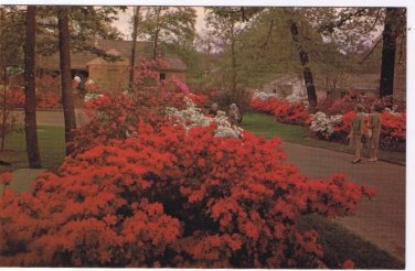 Texas Postcard Colorful Azalea Trail East Texas in Spring