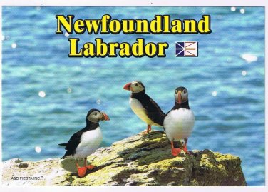 Newfoundland & Labrador Postcard Puffins On Rock
