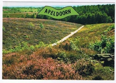 Holland Netherlands Postcard Apeldoorn Heather Field & Road