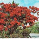 Caribbean Islands Postcard Ponciana Tree Sunny Caribbean