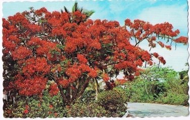 Caribbean Islands Postcard Ponciana Tree Sunny Caribbean