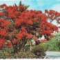 Caribbean Islands Postcard Ponciana Tree Sunny Caribbean
