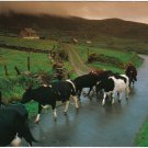 Ireland Postcard Cumeenoole Strand Slea Head Dingle Peninsula Cows