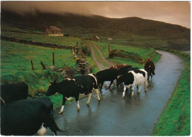 Ireland Postcard Cumeenoole Strand Slea Head Dingle Peninsula Cows