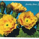 Floral Postcard Prickly Pear Cactus Spring Blooms