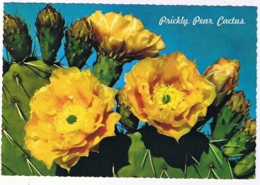 Floral Postcard Prickly Pear Cactus Spring Blooms