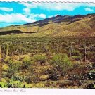 Arizona Postcard Saguaro Cactus Arizona State Flower