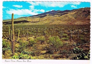 Arizona Postcard Saguaro Cactus Arizona State Flower