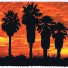 Arizona Postcard Palms In The Sunset Fiery Red