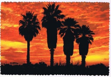 Arizona Postcard Palms In The Sunset Fiery Red