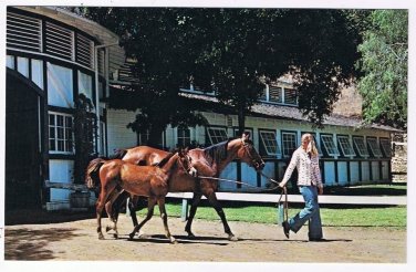California Postcard Pacific Palisades Will Rogers State Stables On The Ranch
