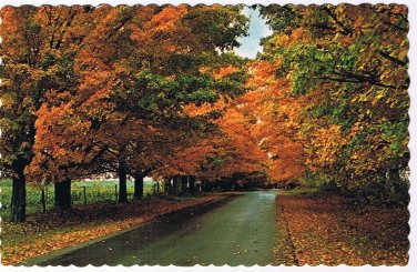 Ontario Postcard Canadian Scene Fall Higmans Highway Market Pointe Au Baril