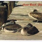 Florida Postcard Cocoa Beach Pelican Threesome