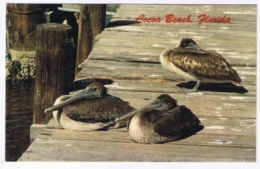 Florida Postcard Cocoa Beach Pelican Threesome