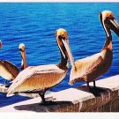 Louisiana Postcard Pelican Louisiana State Bird