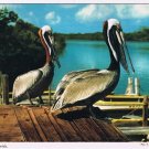 Florida Postcard Two Pelicans In Florida On Dock