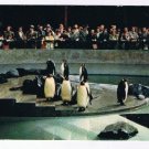 British Columbia Postcard Vancouver Penguins In Stanley Park Zoo