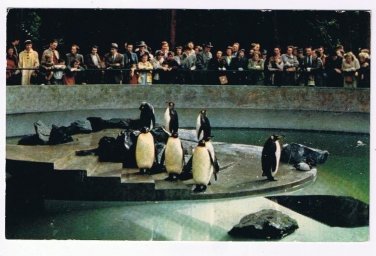 British Columbia Postcard Vancouver Penguins In Stanley Park Zoo