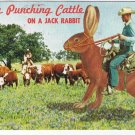 Texas Postcard Cowboy Punching Cattle On Jack Rabbit