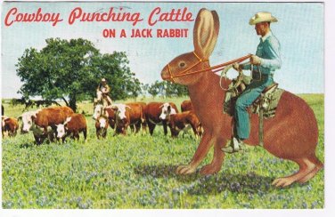 Texas Postcard Cowboy Punching Cattle On Jack Rabbit