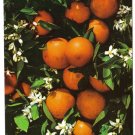 Florida Postcard Oranges And Blossoms