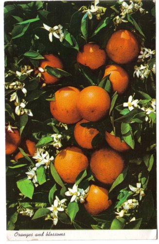 Florida Postcard Oranges And Blossoms