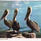 Florida Postcard Pelicans in Tropical Florida