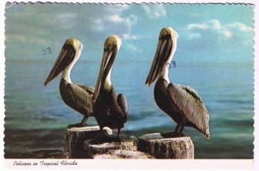 Florida Postcard Pelicans in Tropical Florida