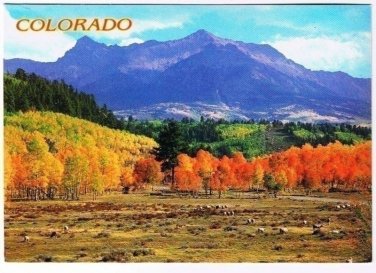 Colorado Postcard Red Aspens Grazing Sheep (Misspelt Gazing on Card) Petley 071