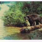 Ontario Postcard Sault Ste Marie Black Bear Yearling Cub