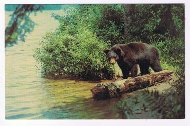 Ontario Postcard Sault Ste Marie Black Bear Yearling Cub