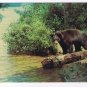 Ontario Postcard Sault Ste Marie Black Bear Yearling Cub